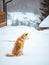 Japanese Akita Inu dog winter background. ginger japanese dog resting outdoors on a snowy winter day