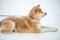 Japanese Akita Inu dog winter background. ginger japanese dog resting outdoors on a snowy winter day