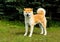 The Japanese Akita Inu looks.