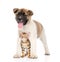 Japanese Akita inu puppy dog and bengal kitten together. isolated