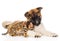 Japanese Akita inu puppy dog fawn with small bengal cat. isolated