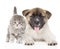 Japanese Akita inu puppy dog lying with small scottish cat. isolated