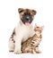 Japanese Akita inu puppy dog sitting with little bengal cat.