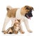 Japanese Akita inu puppy dog standing near bengal cat. isolated