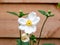 Japanese anemone, Anemone `Honorine Jobert`, white flowers in autumn, Netherlands