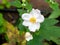 Japanese anemone, Anemone `Honorine Jobert`, white flowers in autumn, Netherlands