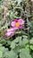 Japanese anemone flower with green leaves