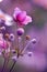 Japanese anemone pink flower