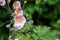 Japanese anemone plant