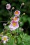 Japanese anemone plant