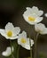 Japanese anemone, thimbleweed or windflower, a.