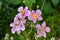 Japanese anemone tomentosa in the garden