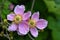 Japanese anemone tomentosa in the garden