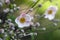 Japanese anemones