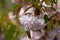 Japanese apple flower on a branch