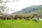 Japanese apricot trees at Royal Agricultural Station Angkhang ,tourist attraction at Chiang mai province in thailand