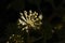 Japanese aralia flowers.