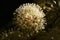 Japanese aralia flowers.