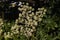 Japanese aralia flowers.