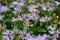 Japanese aster Kalimeris incisa Blue star flowering plant