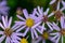 Japanese aster Kalimeris incisa Blue star pinkish flowers with a yellow center