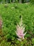 Japanese astilbe, Astilbe japonica, of family Saxifragaceae