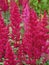 Japanese astilbe, Astilbe japonica, of family Saxifragaceae