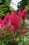 Japanese Astilbe japonica Montgomery, with dark magenta-red flowers