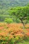 Japanese azalea of plateau