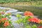 Japanese azalea whith marshland