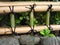 Japanese bamboo fence