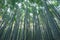 Japanese Bamboo Forest. Tall trees at Arashiyama in travel holidays vacation trip outdoors in Kyoto, Japan. Tall trees in natural