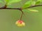 Japanese Barberry Flower On A Thorny Branch