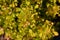 Japanese barberry Tiny Gold