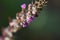 Japanese basil Shiso herb flowers.