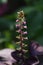 Japanese basil Shiso herb flowers.