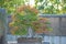 Japanese Beech bonsai tree in Omiya bonsai village