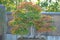 Japanese Beech bonsai tree in Omiya bonsai village
