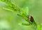 Japanese Beetle