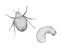 Japanese beetle, adult and larva. Pencil drawing isolated image.