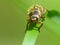 Japanese Beetle On Blade Of Grass