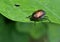 Japanese beetle eating a leaf