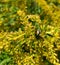 A Japanese Beetle Enjoying Goldenrod