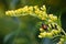 Japanese Beetle Falling Off Flowering Goldenrod