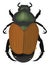 Japanese beetle, icon