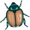 Japanese Beetle Illustration