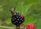 Japanese beetle mating and eating a blackberry