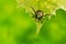 Japanese Beetle - Popillia japonica