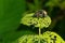 Japanese Beetle - Popillia japonica