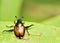 Japanese Beetle - Popillia japonica